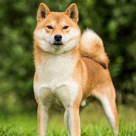 shiba inu photography|300+ Free Shiba Inu & Shiba Images